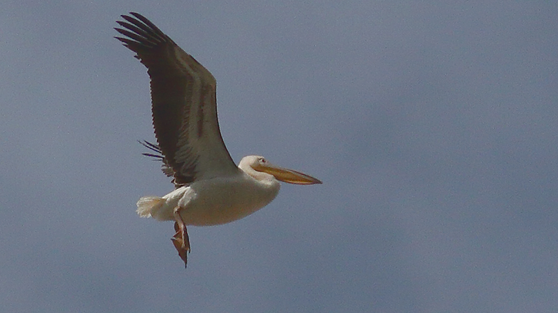 Great White Pelican